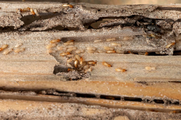 Best Affordable Pest Control Services  in Bridgeport, OH